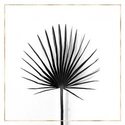 Cabbage palm leaf with gold lines