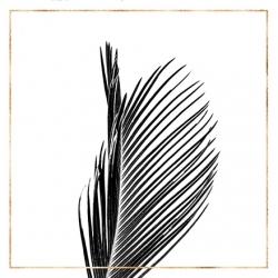 Areca palm with gold line