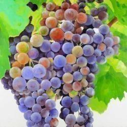 Bunch of grapes