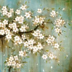 White cherry blossom