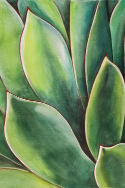 Plante d'agave à l'aquarelle