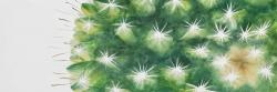 Mini cactus à l'aquarelle
