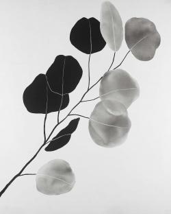Branche en tons de gris et feuilles rondes