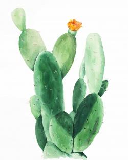 Cactus en fleuraison