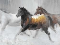 Troupeau de chevaux sauvages