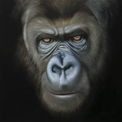 Visage de gorille