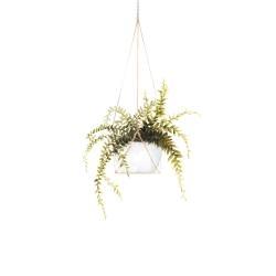 Suspended fern