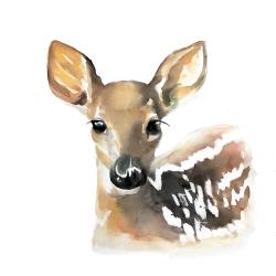 Watercolor fawn face