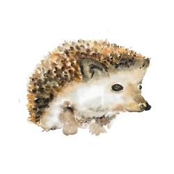 Watercolor hedgehog