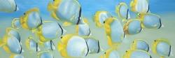 Butterfly fishes