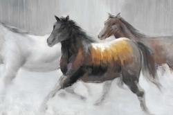 Troupeau de chevaux sauvages