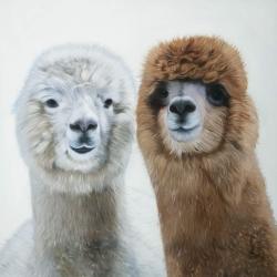 Two lamas