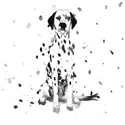 Dalmatian dog