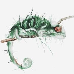 Chameleon on the lookout