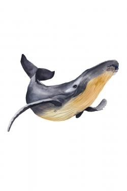 Watercolor blue whale