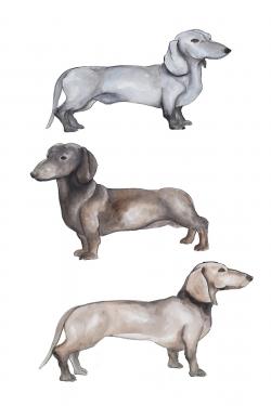 Chiens teckel