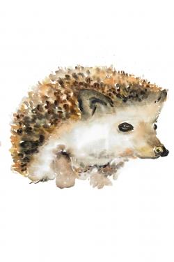 Watercolor hedgehog