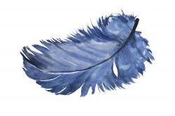 Watercolor blue feather