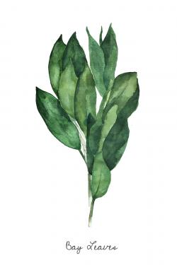 Bouquet de feuilles de laurier - an