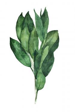 Bouquet de feuilles de laurier