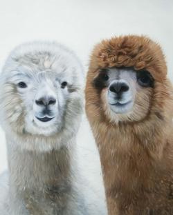 Two lamas