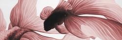 Deux betta rouge