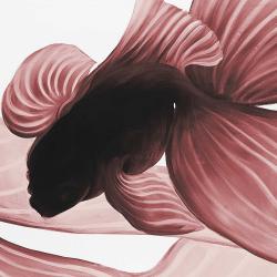 Deux betta rouge
