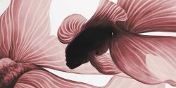 Deux betta rouge