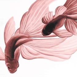 Poissons betta rouge