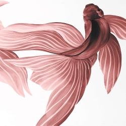 Poissons betta rouge