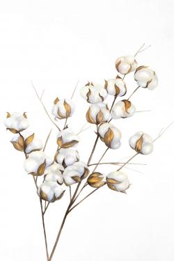 A branch of cotton flowers