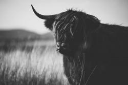 Beautiful monochrome highland cow