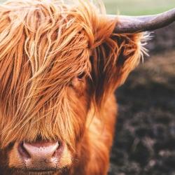 Vache highland portrait