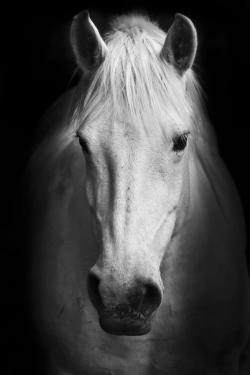 Monochrome horse