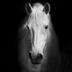Monochrome horse
