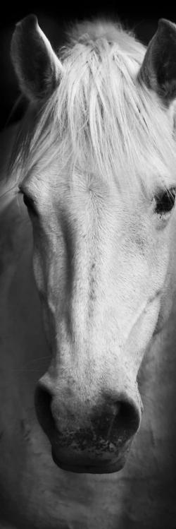 Monochrome horse
