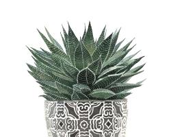 Zebra plant succulent