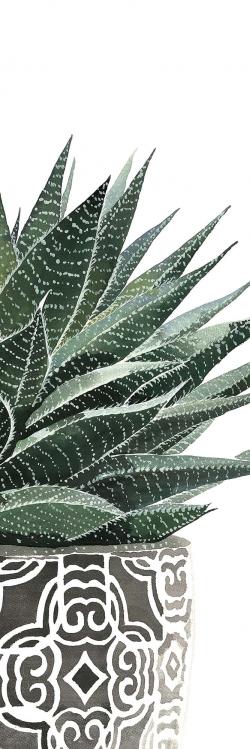 Zebra plant succulent