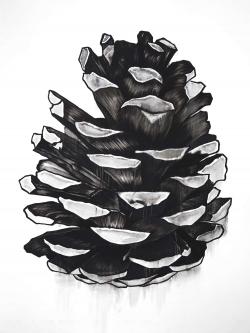 Cocotte de pin