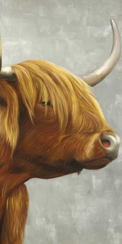 Beautiful higland cattle