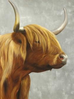 Beautiful higland cattle