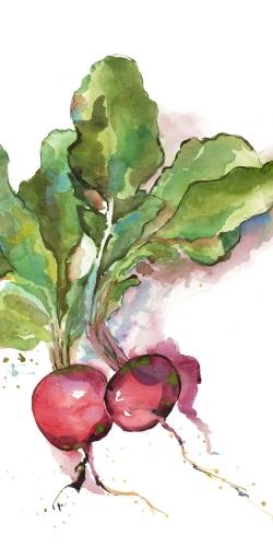 Watercolor radish