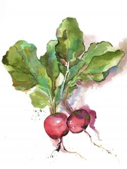 Watercolor radish