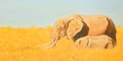 éléphant et son tout petit