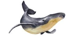 Watercolor blue whale