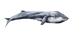 Baleine en aquarelle