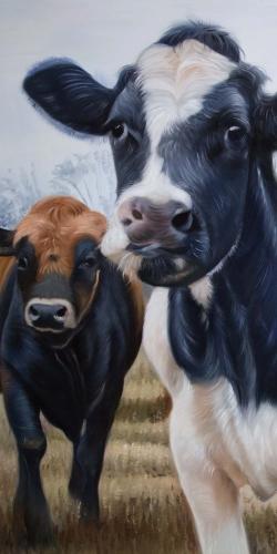 Deux vaches mangeant le foin