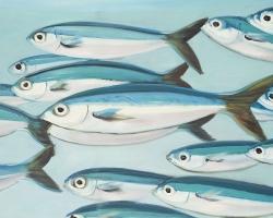 Small fish of caesio caerulaurea
