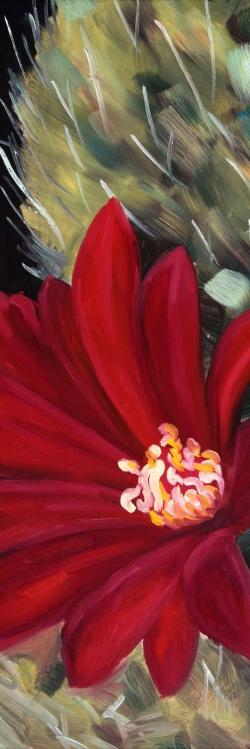 Echinopsis red cactus flower