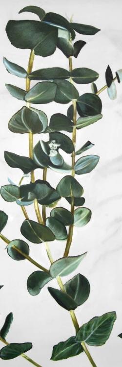Tiges d'eucalyptus